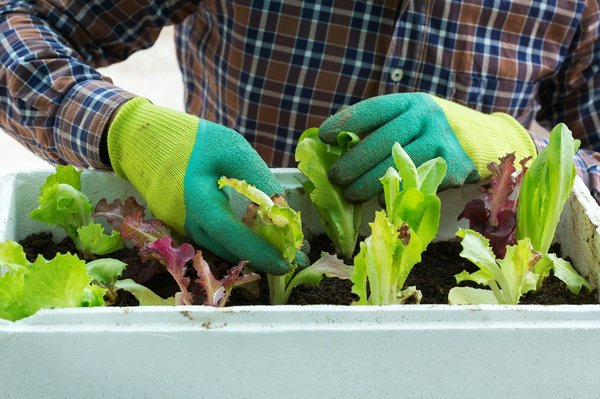 How to Ensure You're Providing Enough Mental Stimulation for a Solo Dog?